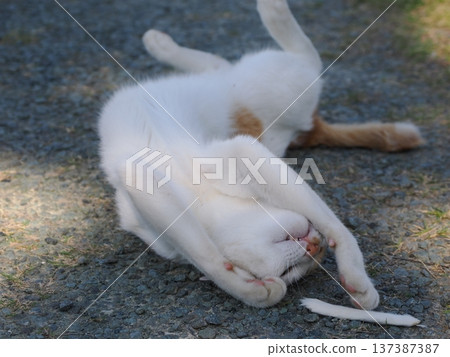 貓在公園裡玩 貓在公園裡玩 137387387