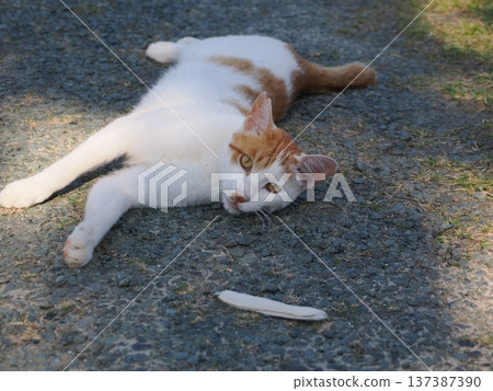 Cat playing in the park Cat playing in the park 137387390