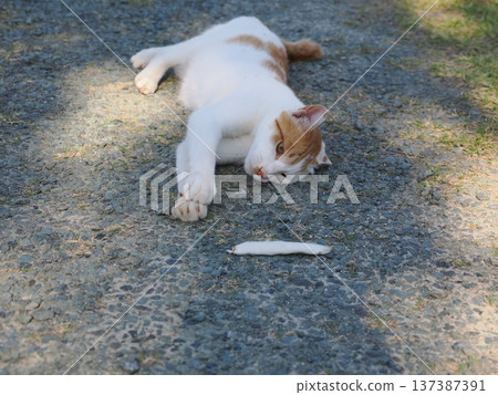 Cat playing in the park Cat playing in the park 137387391