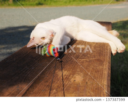 Cat playing in the park Cat playing in the park 137387399