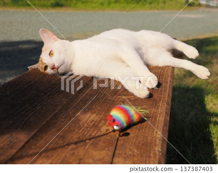Cat playing in the park Cat playing in the park 137387403