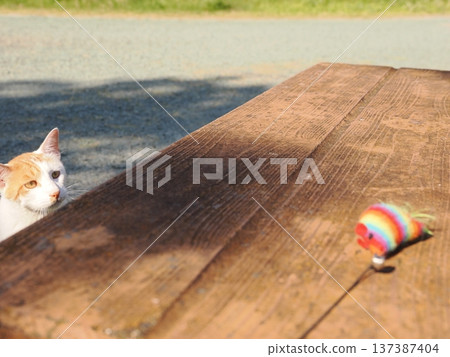 貓在公園裡玩 貓在公園裡玩 137387404