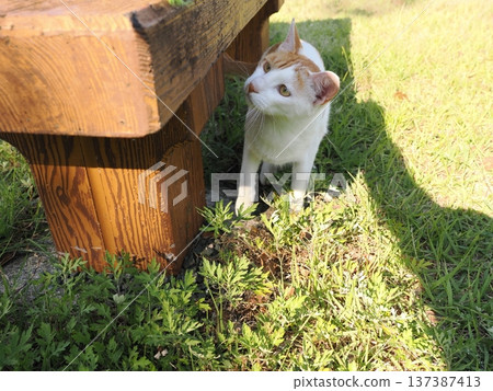 Cat playing in the park Cat playing in the park 137387413