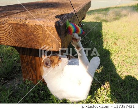 Cat playing in the park Cat playing in the park 137387421