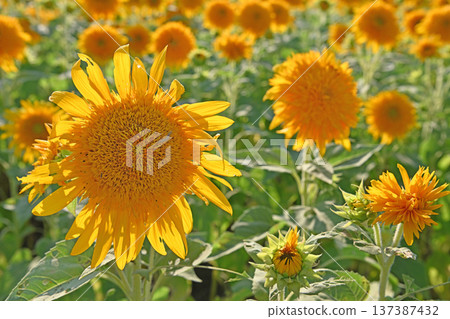 Golden double sunflowers beginning to bloom in the summer light 137387432