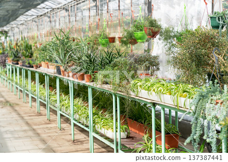 Houseplants market business: big greenhouse nursery with potted indoor plant in plastic pot on racks Houseplants market business: big greenhouse nursery with potted indoor plant in plastic pot on racks 137387441