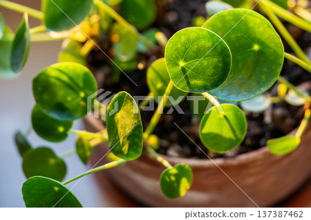 Pilea peperomioides houseplant in clay pot at home. Leaves of Chinese money plant on windowsill. Pilea peperomioides houseplant in clay pot at home. Leaves of Chinese money plant on windowsill. 137387462
