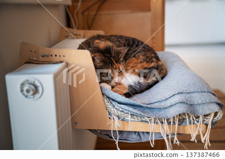 Calico cat basking near hot radiator on convenient cozy shelf, kitty during heating season in winter Calico cat basking near hot radiator on convenient cozy shelf, kitty during heating season in winter 137387466