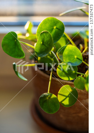 Pilea peperomioides houseplant in clay pot at home. Leaves of Chinese money plant on windowsill.  137387473