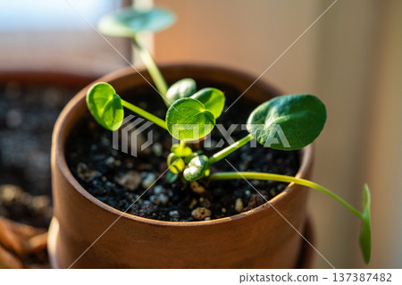Closeup of small Pilea peperomioides houseplant in clay pot at home. Chinese money plant. 137387482