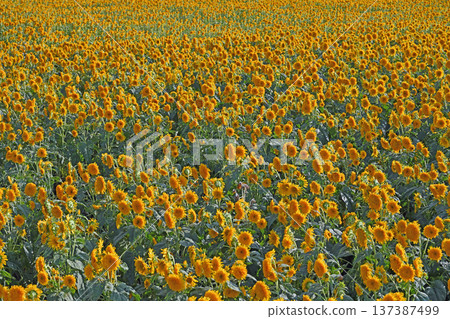 A field of golden double sunflowers blooming in the summer sunshine 137387499