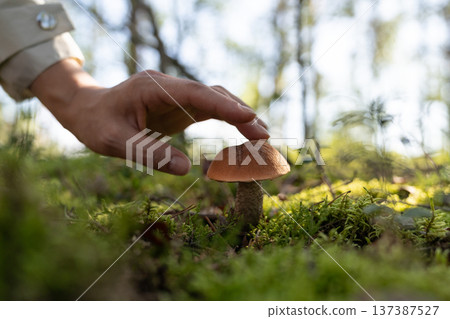 Person wanting to cook delicious meal collects mushrooms in forest illuminated by bright sunlight Person wanting to cook delicious meal collects mushrooms in forest illuminated by bright sunlight 137387527