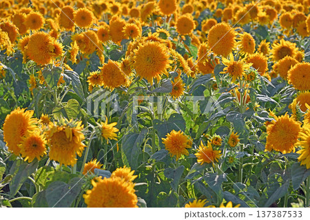 一簇簇重瓣向日葵在夏日陽光下閃耀著金光 一簇簇重瓣向日葵在夏日陽光下閃耀著金光 137387533