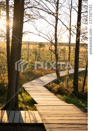 Wooden ecological trail pathway lies through autumn pine forest wetland in natural park at sunset. 137387581
