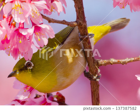 A Japanese white-eye perched on a cherry blossom: a wild bird symbolizing spring in Japan 137387582