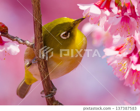A Japanese white-eye perched on a cherry blossom: a wild bird symbolizing spring in Japan 137387583