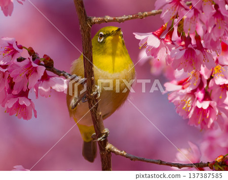 A Japanese white-eye perched on a cherry blossom: a wild bird symbolizing spring in Japan 137387585