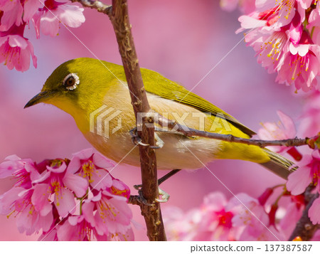 A Japanese white-eye perched on a cherry blossom: a wild bird symbolizing spring in Japan 137387587