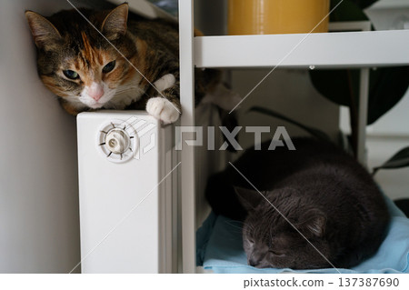 Start of heat season. Two cats near heating battery, curl up into ball and try keep warm on radiator Start of heat season. Two cats near heating battery, curl up into ball and try keep warm on radiator 137387690
