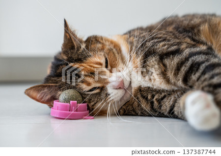 Calico cat relaxing on floor with catnip ball, peacefully resting head on aromatic herbal toy. Calico cat relaxing on floor with catnip ball, peacefully resting head on aromatic herbal toy. 137387744