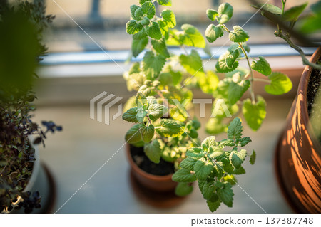 Homegrown Melissa plant in pot, closeup. Growing aromatic lemon balm herbs on windowsill at home. 137387748