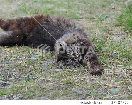 A good cat A good cat 137387772