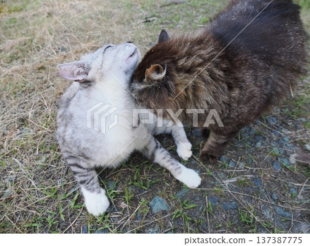 A good cat A good cat 137387775