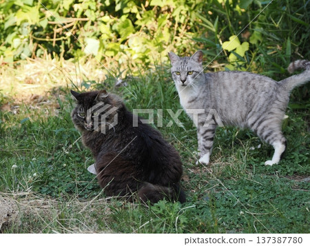 A good cat A good cat 137387780