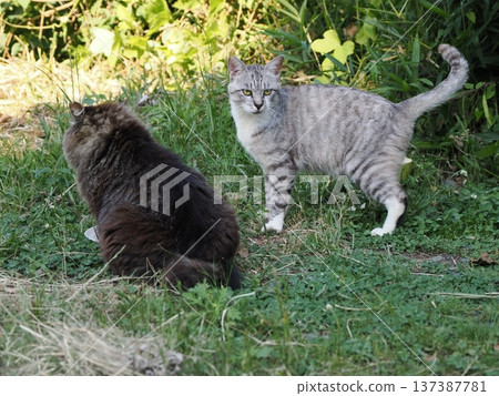 A good cat A good cat 137387781