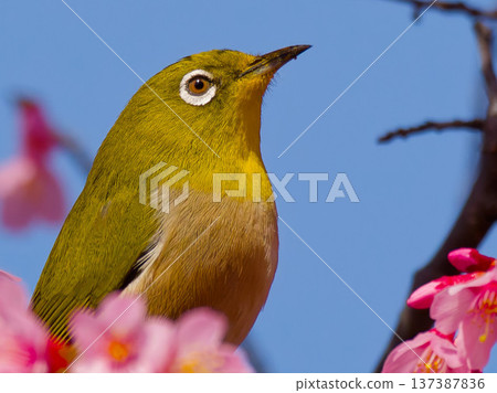 一隻繡眼鳥棲息在櫻花上：這種野生鳥類象徵日本的春天。 137387836