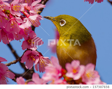 一隻繡眼鳥棲息在櫻花上：這種野生鳥類象徵日本的春天。 137387838