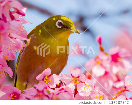 A Japanese white-eye perched on a cherry blossom: a wild bird symbolizing spring in Japan 137387842