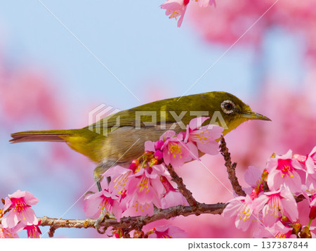 A Japanese white-eye perched on a cherry blossom: a wild bird symbolizing spring in Japan A Japanese white-eye perched on a cherry blossom: a wild bird symbolizing spring in Japan 137387844