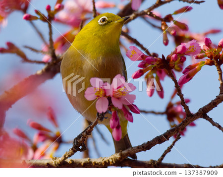 A Japanese white-eye perched on a branch of Kawazu cherry blossoms. A wild bird of Japan in spring. 137387909