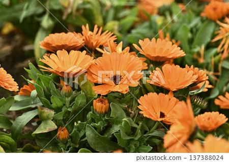 Calendula officinalis (Calendula officinalis) Calendula officinalis (Calendula officinalis) 137388024