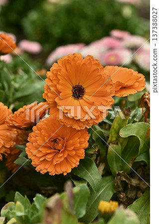 金盞花 (Calendula officinalis) 金盞花 (Calendula officinalis) 137388027