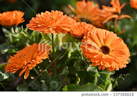 金盞花 (Calendula officinalis) 金盞花 (Calendula officinalis) 137388028