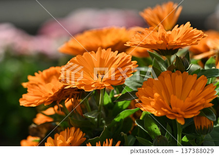 金盞花 (Calendula officinalis) 金盞花 (Calendula officinalis) 137388029