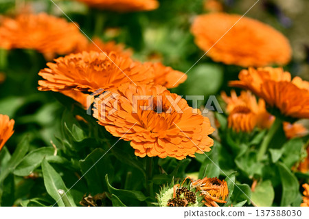 Calendula officinalis (Calendula officinalis) Calendula officinalis (Calendula officinalis) 137388030