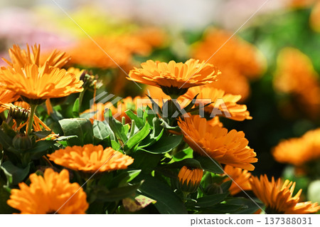 Calendula officinalis (Calendula officinalis) Calendula officinalis (Calendula officinalis) 137388031