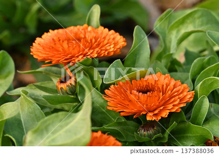 金盞花 (Calendula officinalis) 137388036