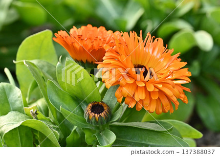 金盞花 (Calendula officinalis) 金盞花 (Calendula officinalis) 137388037