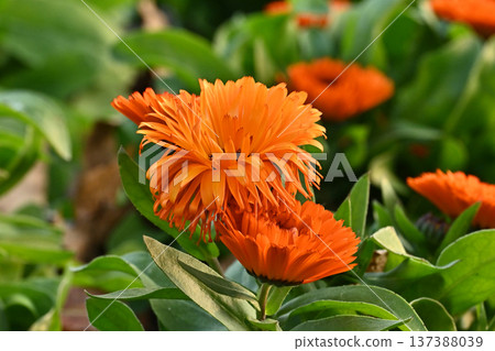 金盞花 (Calendula officinalis) 金盞花 (Calendula officinalis) 137388039