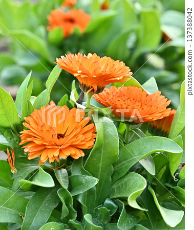 金盞花 (Calendula officinalis) 金盞花 (Calendula officinalis) 137388042