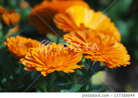 金盞花 (Calendula officinalis) 金盞花 (Calendula officinalis) 137388044