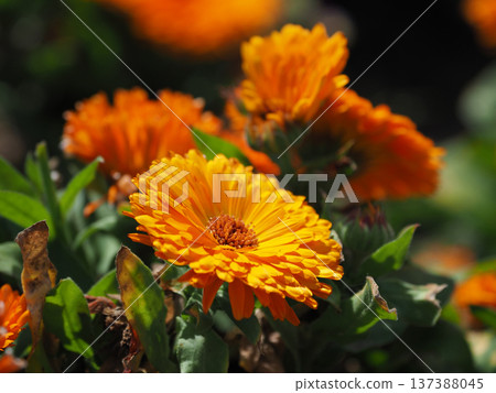Calendula officinalis (Calendula officinalis) Calendula officinalis (Calendula officinalis) 137388045