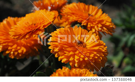 Calendula officinalis (Calendula officinalis) Calendula officinalis (Calendula officinalis) 137388046