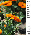 Calendula officinalis (Calendula officinalis) 137388047