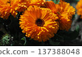Calendula officinalis (Calendula officinalis) 137388048