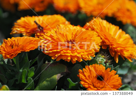 金盞花 (Calendula officinalis) 137388049